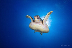 Flying sea turtle by Julian Hsu 